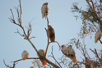 Corellas at camp site, Crossing Pool